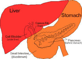 <p>organs that create chemicals that help the small intestines break down food</p>