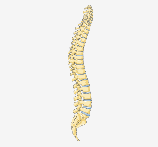 <p>vertebral column</p>