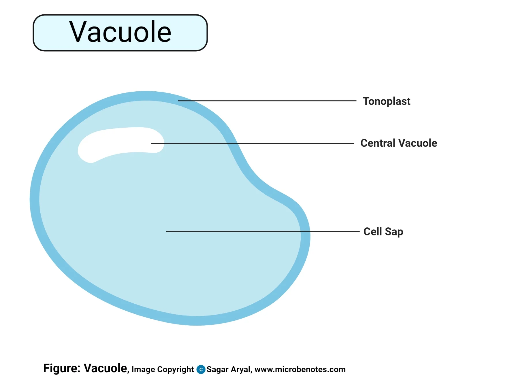 <p>Vacuole </p>