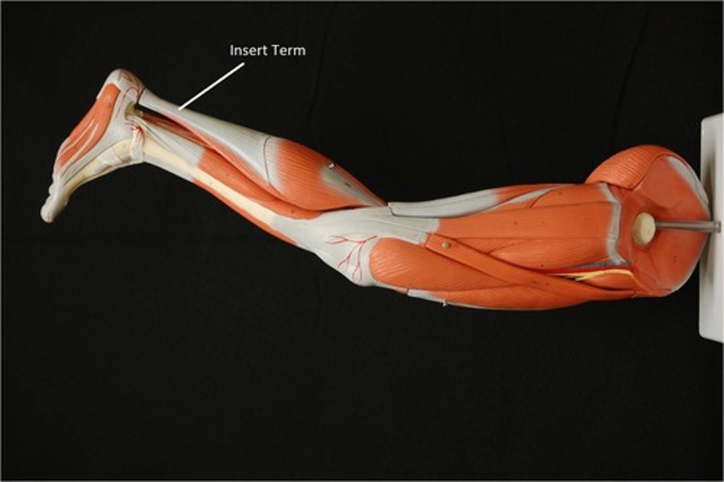 <p>Serves as the insertion point for the superficial muscles of the calf</p>
