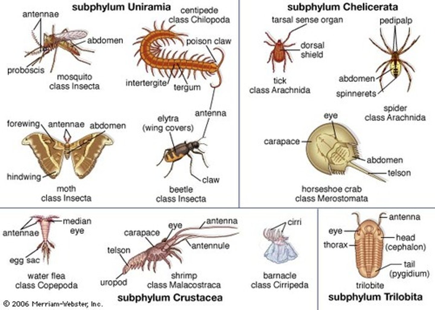 <p>A group of organisms that have jointed appendages, an exoskeleton, bilateral symmetry, and reproduce sexually; insects, arachnids, millipedes and cenitpedes, and crustaceans</p>