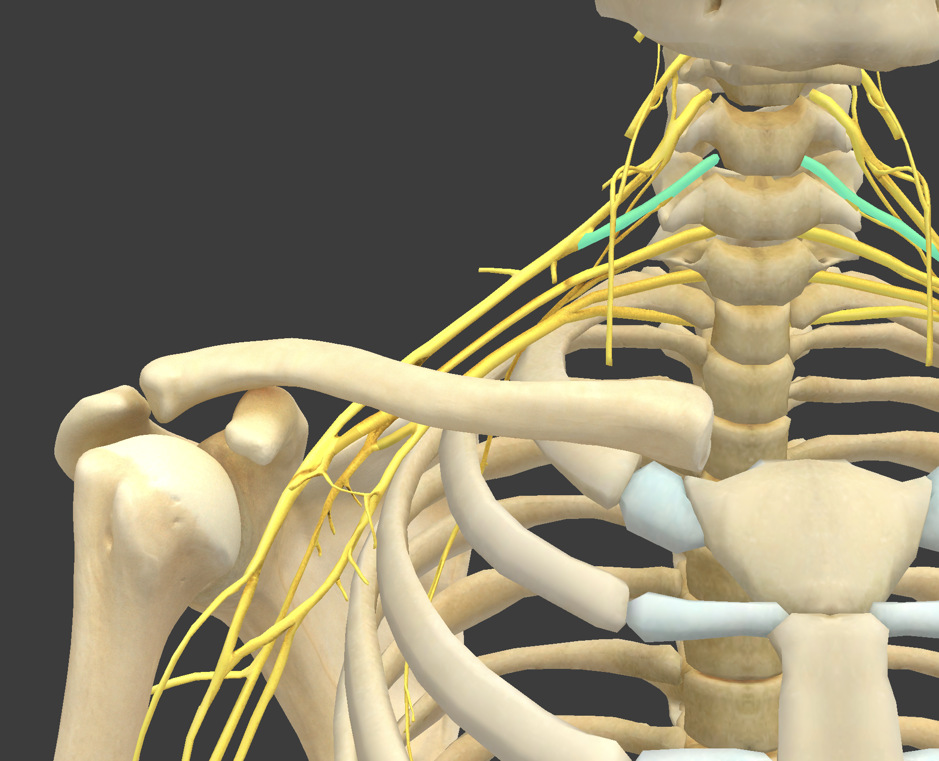 <p>What structure is shown?</p>