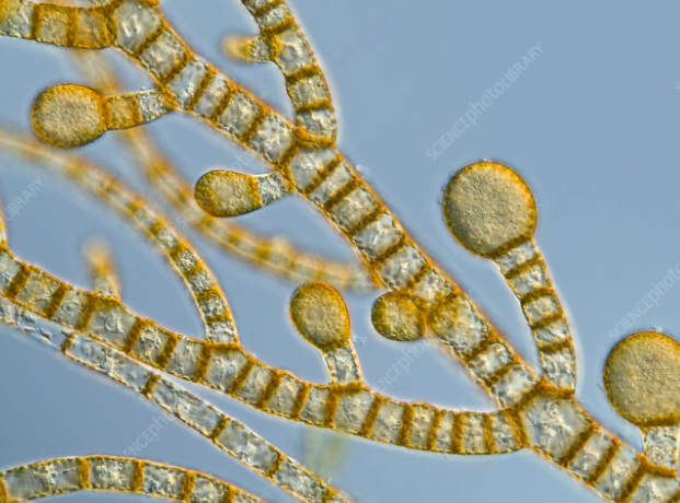<p>Brown Algae</p>