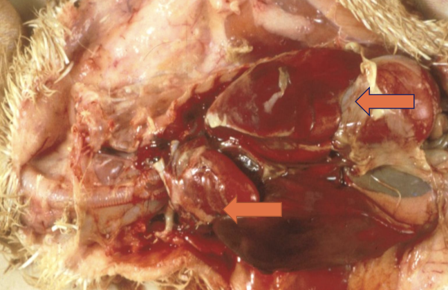<p>C. psittaci in which two animals will show signs like anorexia, unbalanced gait, green watery feces, and serous-purulent discharge from the eyes and nostrils? Lesions are similar to those in turkeys, including enlarged liver/spleen, necrosis, fibrinous exudate, and head swelling.</p>