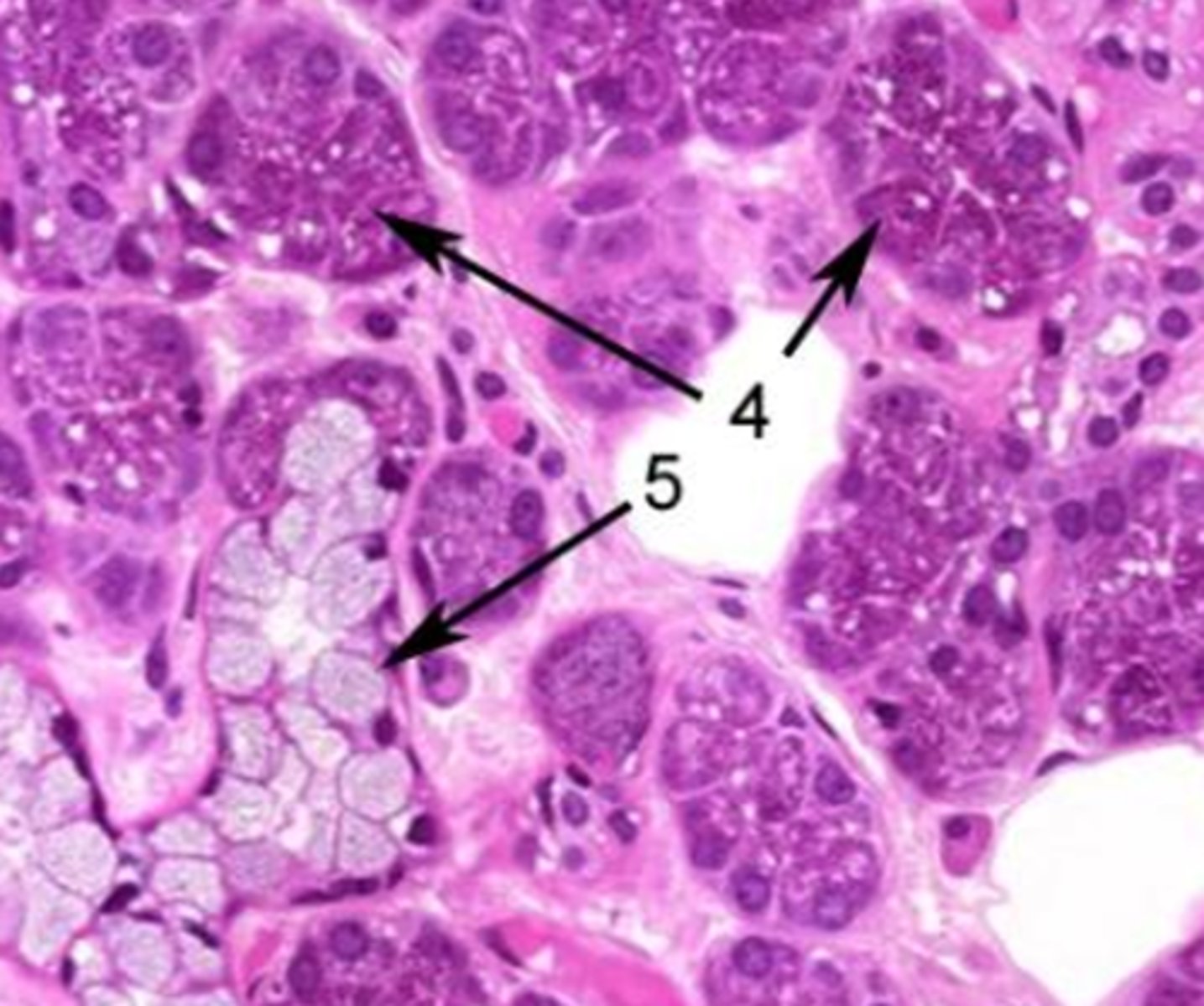 <p>Identify the cell at 4</p>