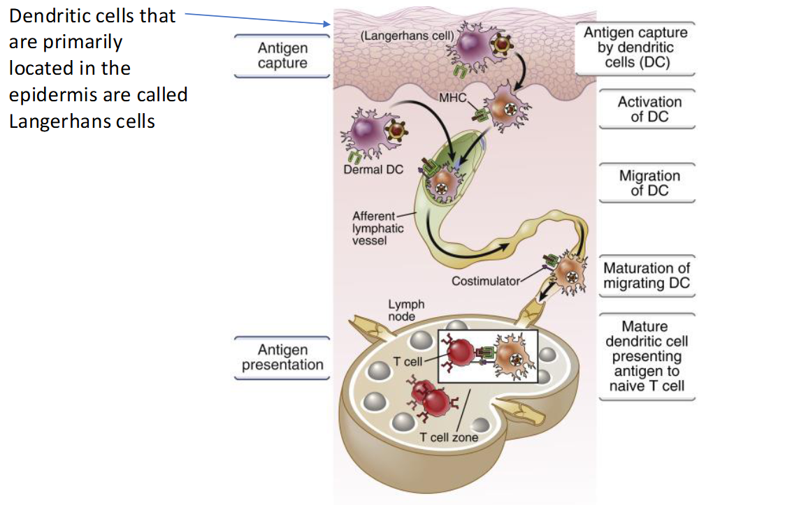 <p><span style="color: rgb(21, 20, 20);">Capture, transport and presentation of protein antigens </span></p>