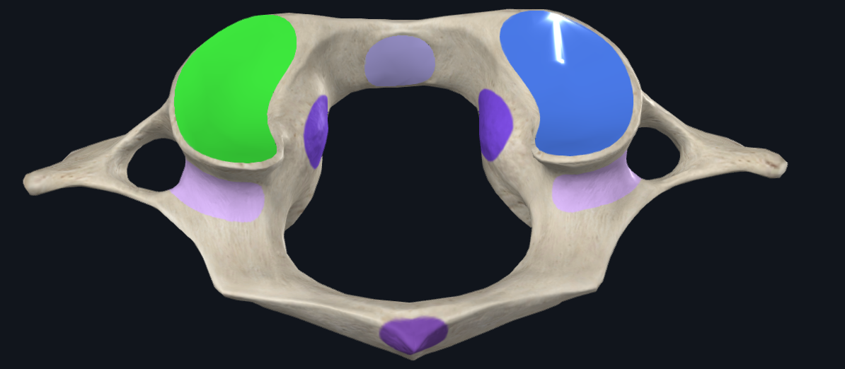<p>name the bone and highlighted (green/blue)</p>