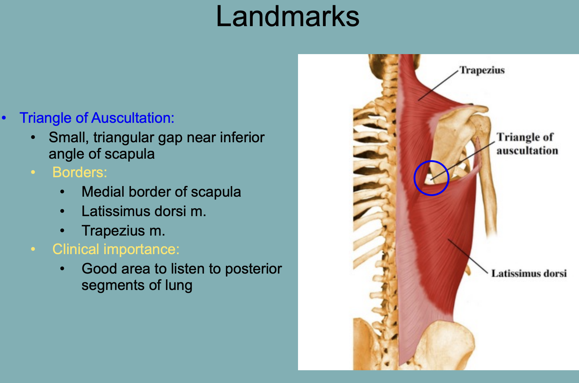 
1. medial border of scapula
2. latissimus dorsi muscle
3. trapezius muscle 