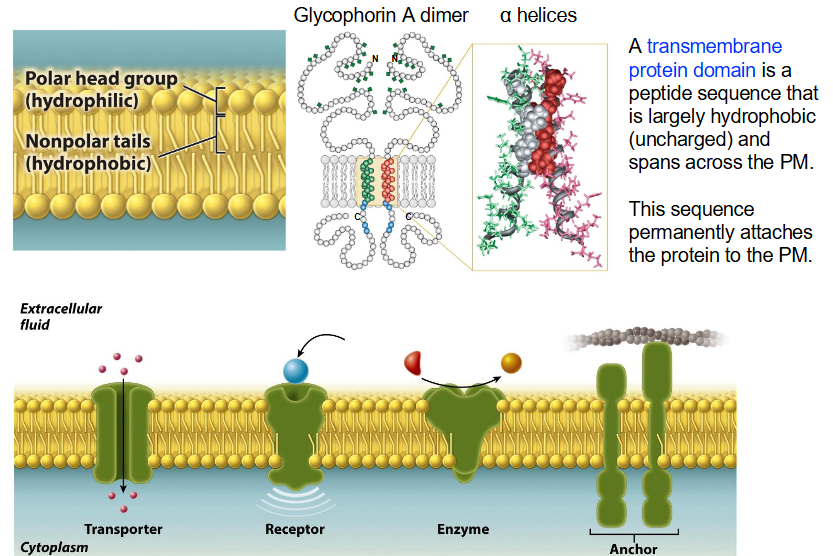 <ul><li><p>e.g. <strong>Glycophorin A Dimer</strong>:</p><ul><li><p class=""><strong>Transmembrane protein domain</strong> is hydrophobic peptide sequence (uncharged) that spans across <strong>PM</strong></p></li><li><p class="">Sequence permanently attaches protein to <strong>PM</strong></p></li><li><p class="">Structure typically in form of <strong>α helices</strong></p></li><li><p class=""><strong>N</strong> and <strong>C</strong> terminals on opposite sides of the membrane</p></li></ul></li></ul><ul><li><p class=""><strong>α Helix</strong>:</p><ul><li><p class="">Most common protein structure element crossing biological membranes</p></li><li><p class="">Nine amino acids with hydrophobic side chains:</p><ul><li><p class=""><strong>Glycine (Gly)</strong></p></li><li><p class=""><strong>Alanine (Ala)</strong></p></li><li><p class=""><strong>Valine (Val)</strong></p></li><li><p class=""><strong>Leucine (Leu)</strong></p></li><li><p class=""><strong>Isoleucine (Ile)</strong></p></li><li><p class=""><strong>Proline (Pro)</strong></p></li><li><p class=""><strong>Phenylalanine (Phe)</strong></p></li><li><p class=""><strong>Methionine (Met)</strong></p></li><li><p class=""><strong>Tryptophan (Trp)</strong></p></li></ul></li></ul></li></ul><p></p>