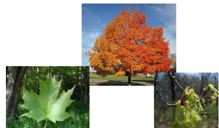 <p>-usually has sapsucker holes -winged samaras -stringy flowers -darker bark -no/few leaves in fall</p>