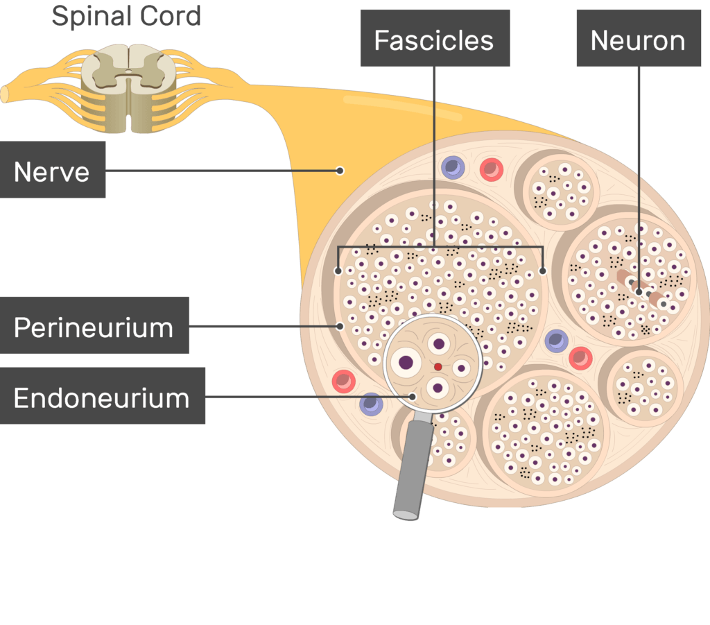 <p>Nerve Fascicles</p>