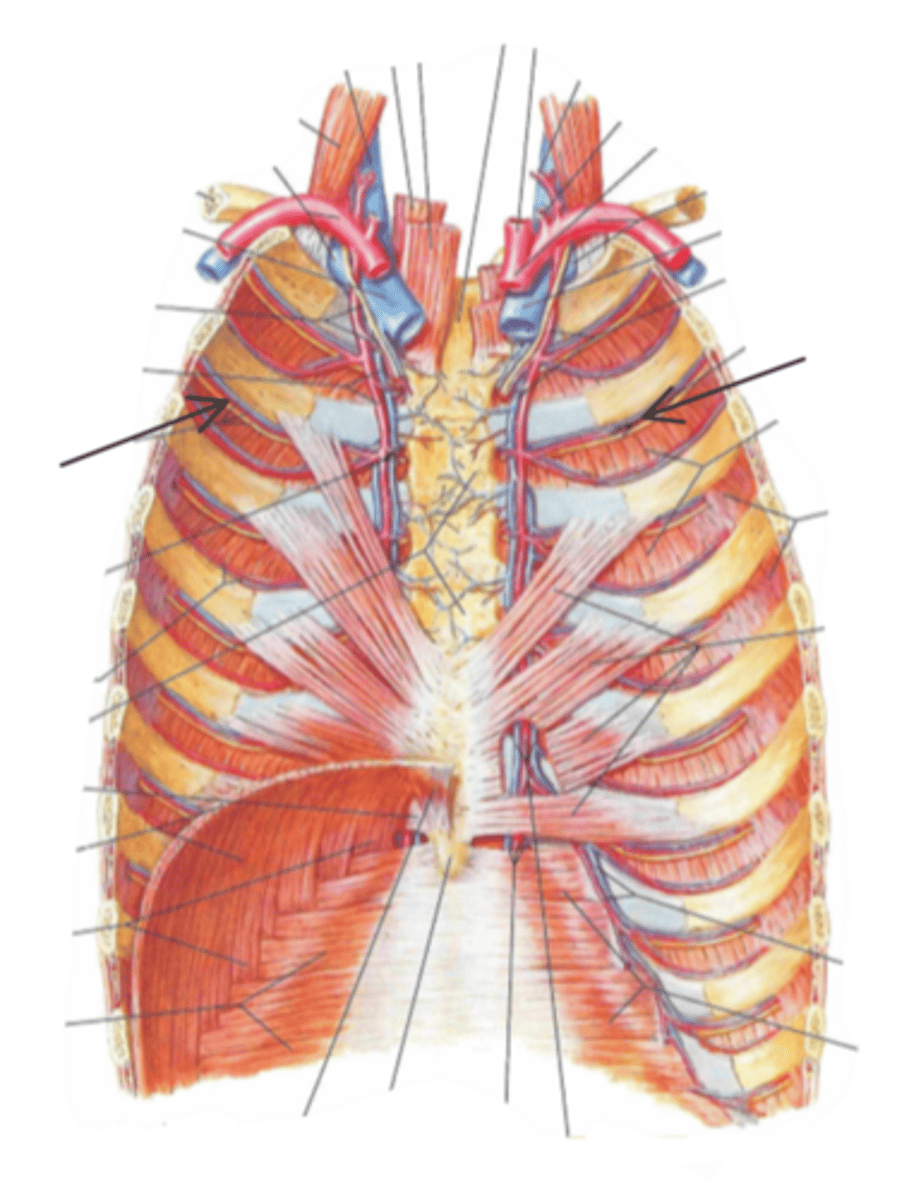 <p>identify the structure(s) indicated by the arrow</p>