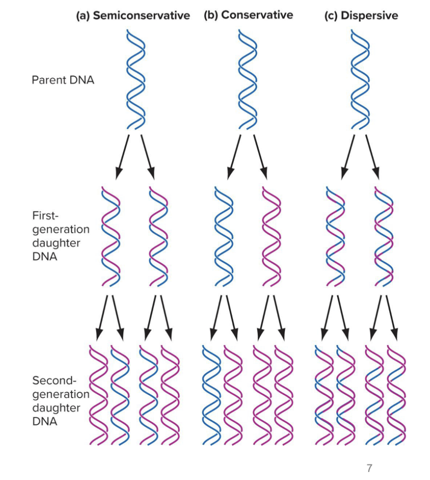 <p>conservative = 2 diff bands in tube (N14 and N15) all throughout replications</p><p></p><p>dispersive = only one band in middle of 14N and 15N (everything would be mixed) </p>