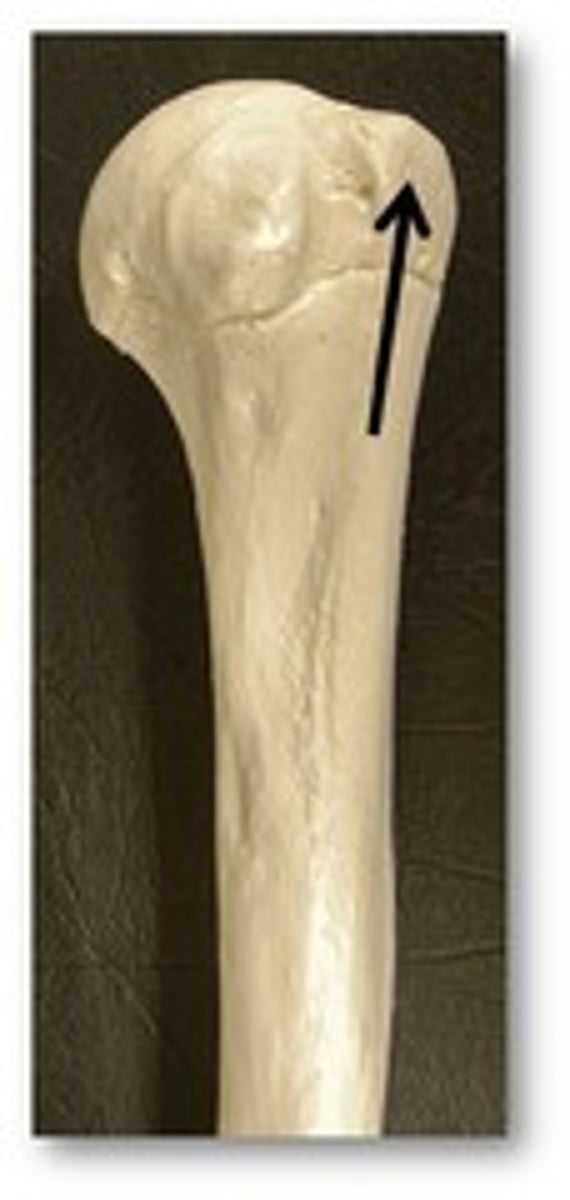 <p>Name the structure of the humerus</p>