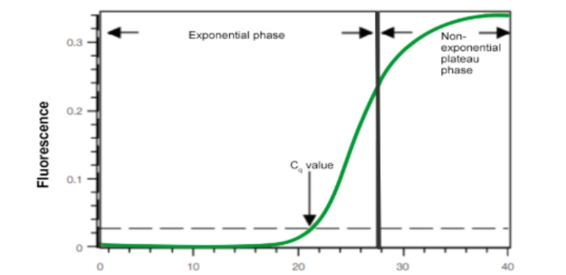 <p><strong>1) Exponential phase</strong></p><ul><li><p><span>Reagents are abundant and non-limiting</span></p></li><li><p class="p1"><span>At 100% efficiency doubling of product each cycle</span></p></li></ul><p class="p1"></p><p class="p1"><strong>2) Non-exponential phase </strong></p><ul><li><p class="p1">Reagents running out until they are exhausted </p></li><li><p class="p1">No further amplification can occur </p></li></ul><p></p>