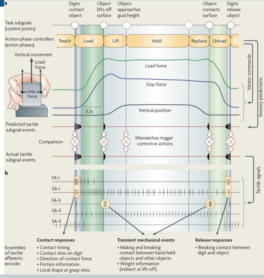<ul><li><p>Properly lift = pull on your skin</p></li><li><p>When FA ll fire, there would be no firing if you underestimated the weight. You would start to squeeze more</p></li><li><p>Grasping involves&nbsp;<strong>using sensory signals to guide motor actions</strong>.</p></li><li><p>The tactile system helps detect&nbsp;<strong>when and how</strong>&nbsp;we interact with objects.</p></li><li><p><strong>Tactile afferents (FA-I, SA-I, FA-II, SA-II)</strong>&nbsp;respond to different aspects of contact and movement:</p><ul><li><p><strong>FA-I and SA-I</strong>: Contact timing, friction, and pressure.</p></li><li><p><strong>FA-II</strong>: Transient events like lift-off and contact loss; only briefly fires.</p></li><li><p><strong>SA-II</strong>: Skin stretch; encodes grip and load forces</p></li></ul></li></ul><p></p>