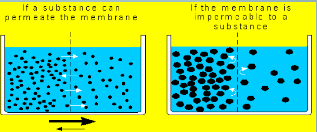 <p>selectively permeable</p>