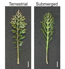 <p>Dissected leaves increase surface area and reduce boundary layer resistance.</p>