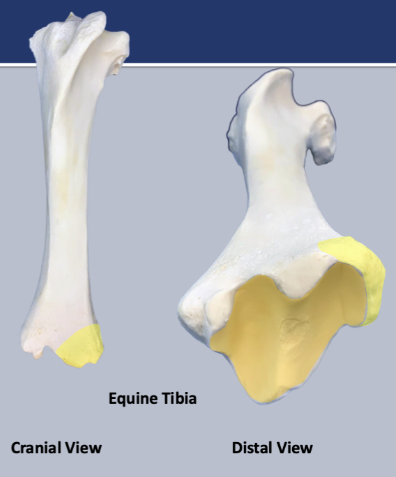 <p>what is the yellow</p>