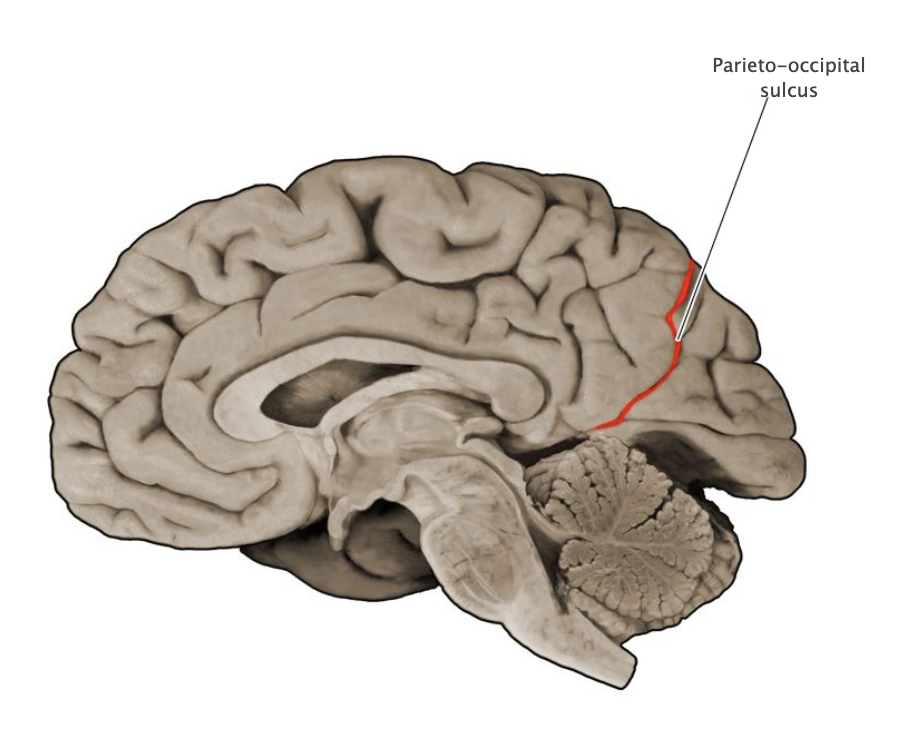 <p>Parieto-occipital sulcus</p>