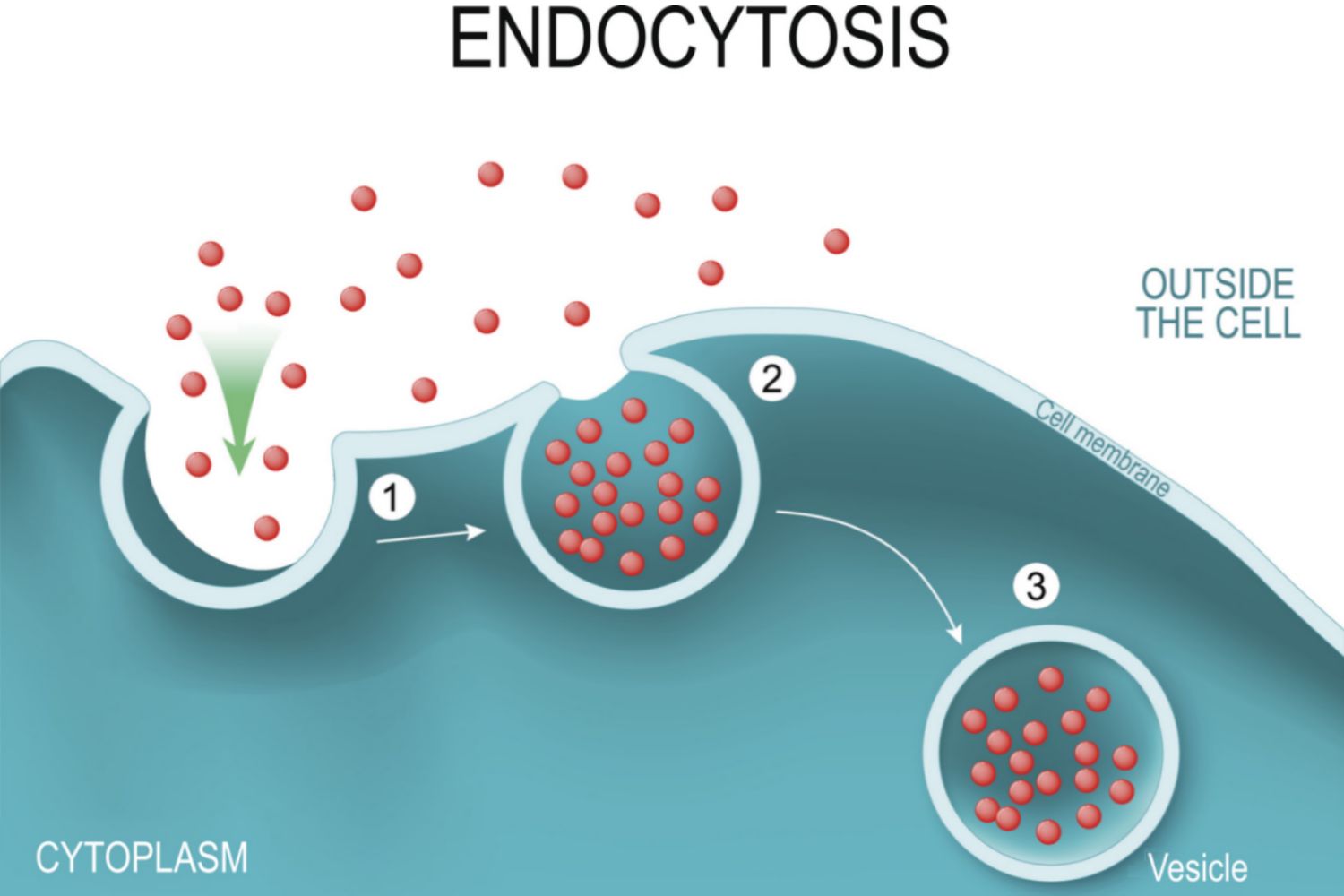 <p>vesicle <strong>buds inward</strong> from the membrane to bring things inside</p><p><br>the <strong>membrane itself folds inward</strong> to create the vesicle.</p>