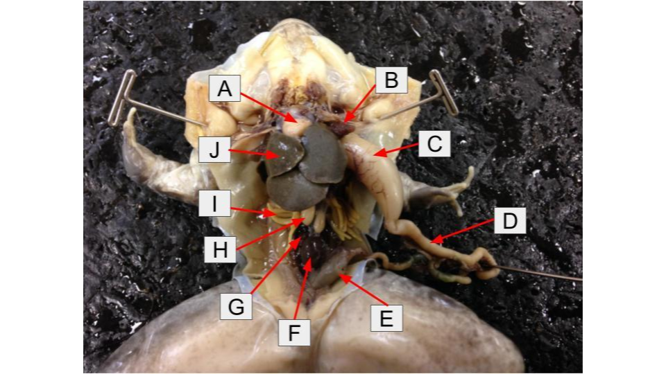 <p>What is letter <strong>I</strong> in the dissection image of an <u>Frog?</u></p>