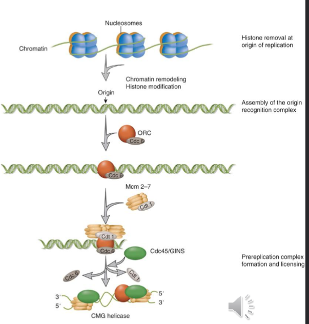 <p>synthesis is restricted to the S phase of the cell cycle</p><p>origin recognition is different from replication licensing: regulated formation and activation of prerreplication complexes by CDK to make sure DNA only replicates once per cycle</p><ol><li><p>chromatin must be opened up and histones removed</p></li><li><p>origin recognition complex (ORC) and Cdc6 binds the origin and recruits a single Mcm2-7 helicase in a complex with Cdt1</p></li><li><p>other proteins like Cdc45 and GINS are loaded and completes pre-initiation complex</p></li><li><p>Cdc45, Mcm2-7, GINs are transformed into an active helicase called CMG that encircles the leading strands</p></li></ol><p></p>