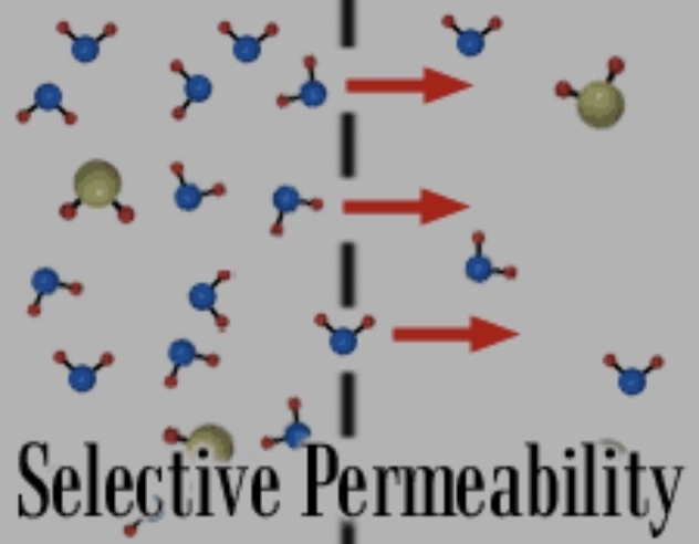 <p>The cell membrane controls the</p>