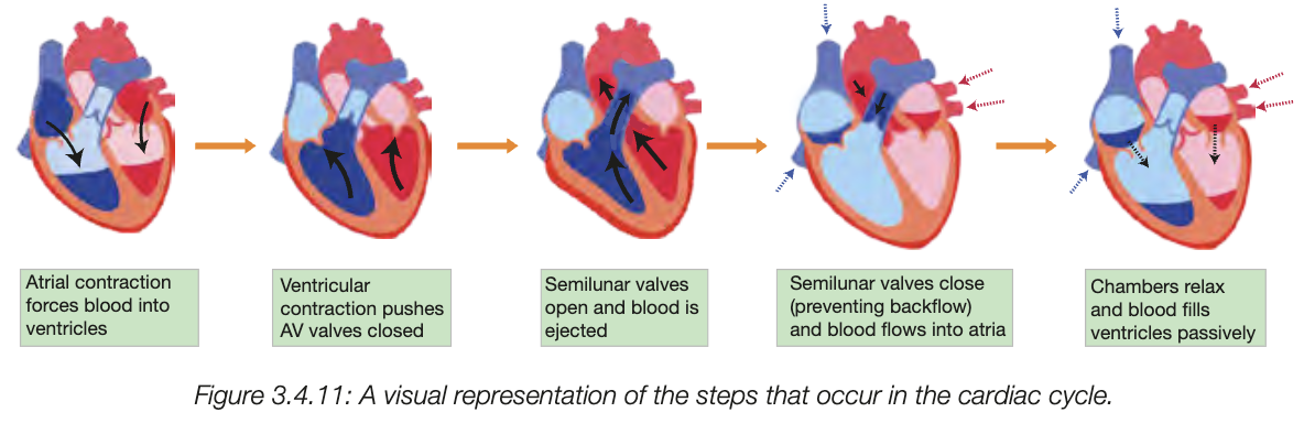 <ul><li><p>heart relaced - blood flows to atria</p></li><li><p>atriac contract, force blood to ventricles</p></li><li><p>ventricles contract - blood pressure inside rises, increased pressure closes atrioventricular valves (LUBB sound, prevent backflow)</p></li><li><p>rising pressure pushes open semilunar valve openm blood slows into arteries</p></li><li><p>finished contractoin makes pressure fall, semilunar close (DUBB SOUNDS)</p></li></ul><p></p>