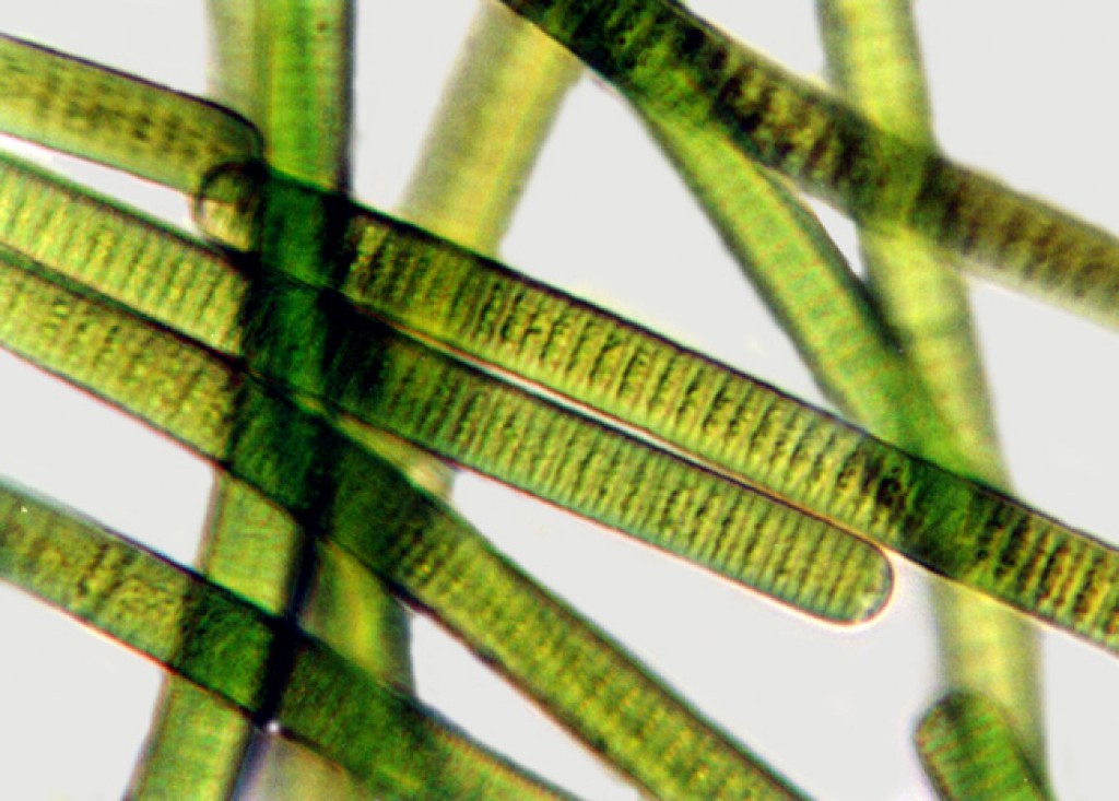 <p>Prokaryote</p><p>domain bacteria</p><p>phylum: cyanobacteria</p><p>long green stretches with lines</p><p>colonial</p><p>filaments</p><p>photosynthesize&nbsp;</p>
