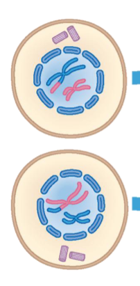 <p>Nuclear envelop fragments. Spindle forms and fibers attach to both chromosomes</p>