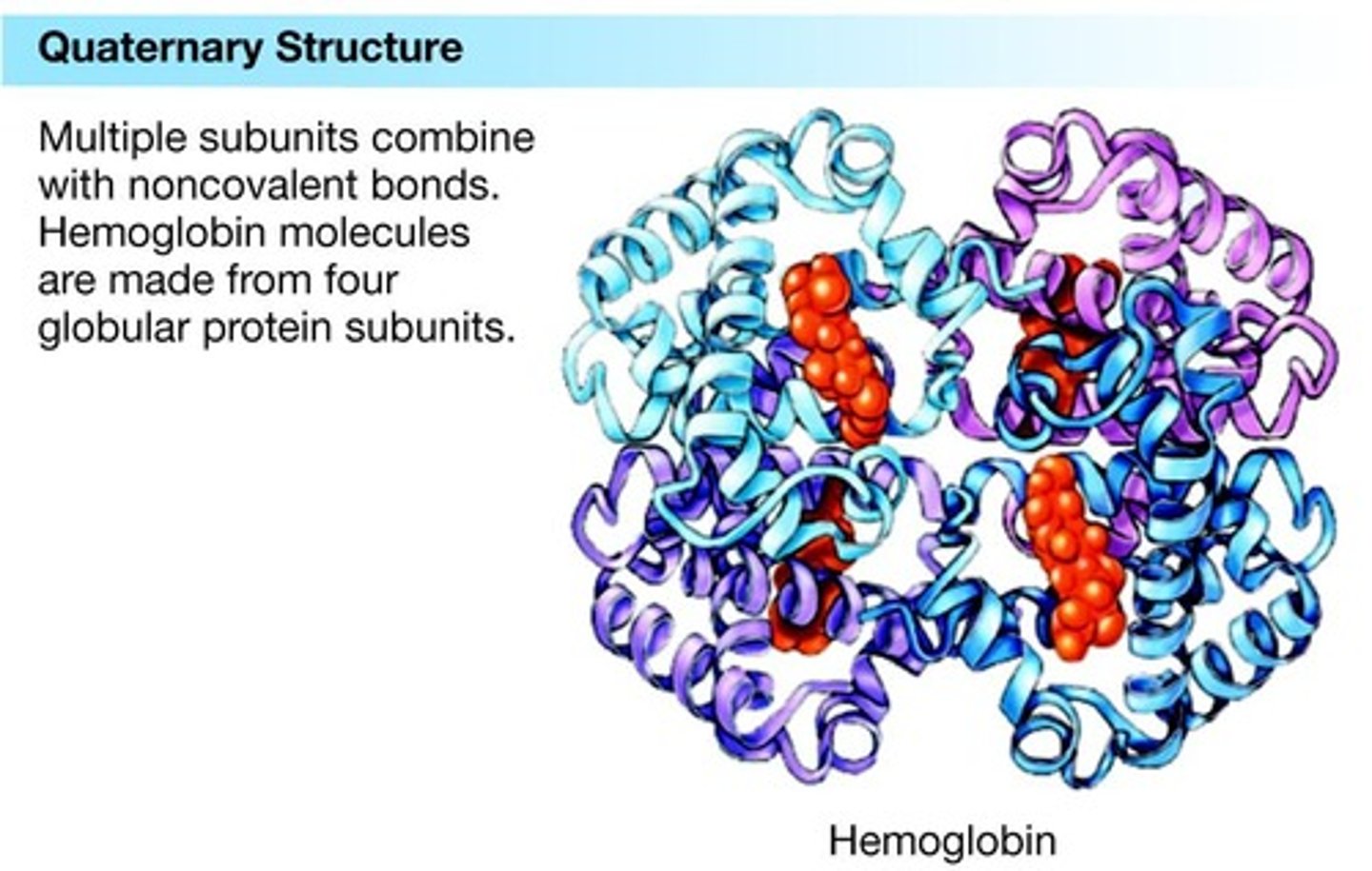 <p>Arrangement of multiple polypeptide chains.</p>