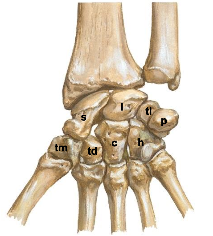 <p><span>How many rows of carpal bones are there and how many bones in each row?</span></p>