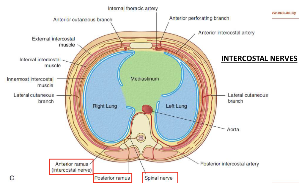 <p>they travel relatively independetly from one another without forming plexuses —> they become the INTERCOSTAL and SUBCOSTAL nerves</p>