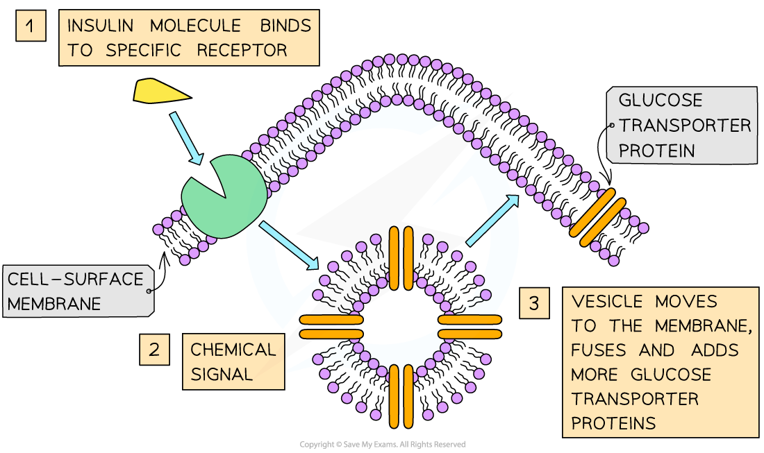 <p>Insulin: globular hormone for blood glucose regulation.</p><p>Must be soluble for transport in plasma and have a precise shape to fit receptors on cell membranes.</p>