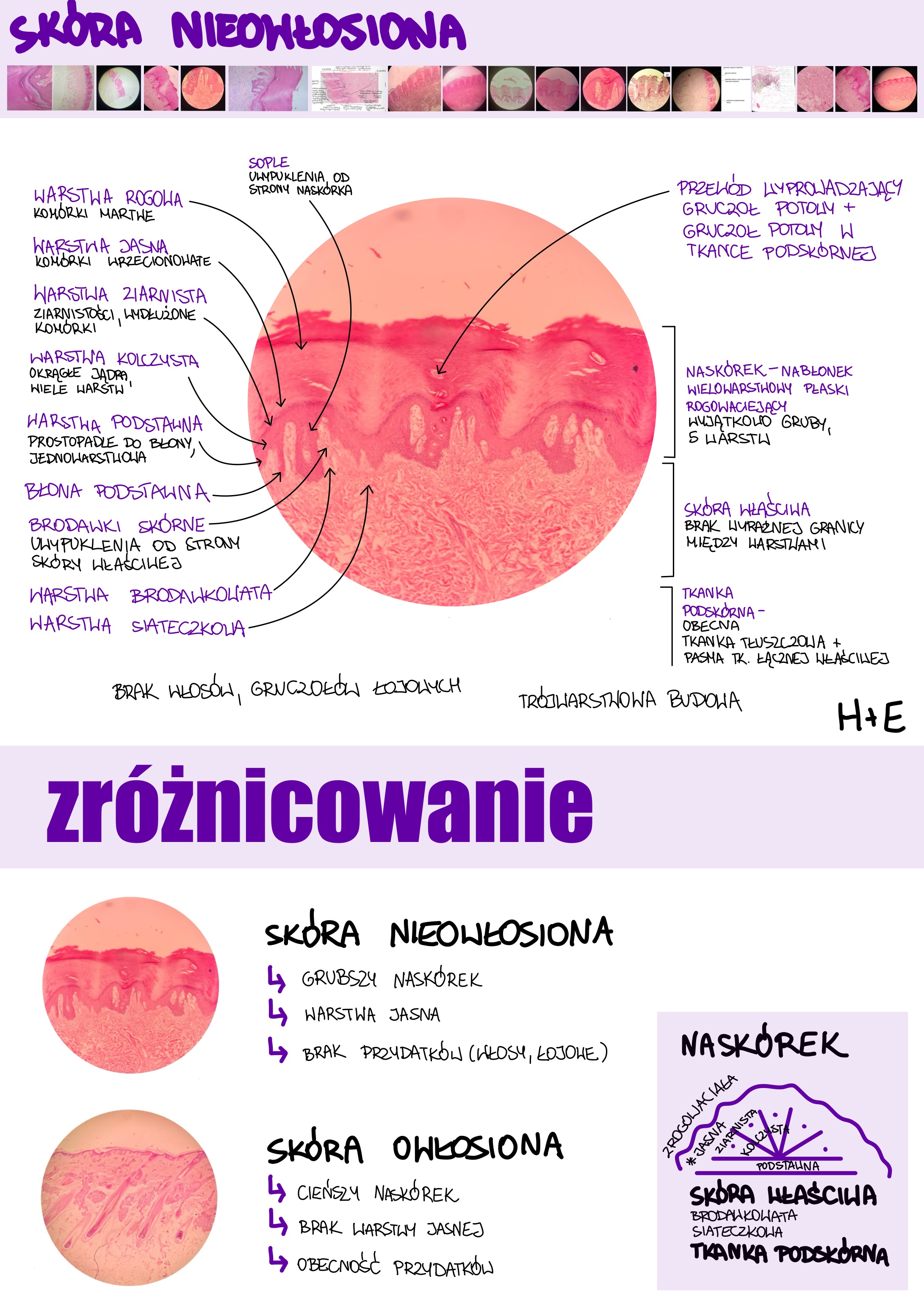 <p>Skóra nieowłosiona</p>