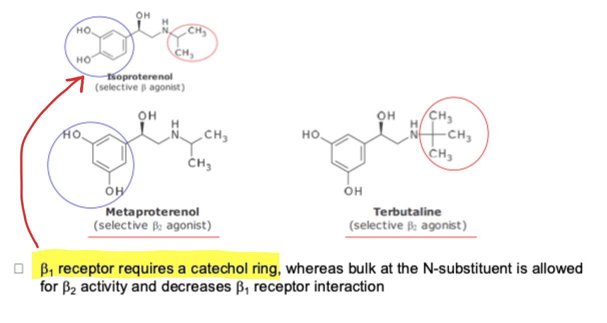 <ul><li><p>B1 receptor → requires catachol ring </p></li><li><p>B2 receptor → requires bulk N-substitution and decreases B1 receptor interaction</p></li></ul><p></p>