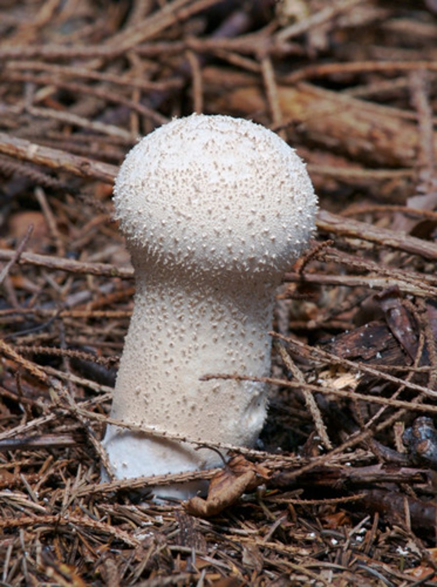 <p>a macroscopic club fungus that bursts when mature, releasing a cloud of up to 7 trillion spores</p>
