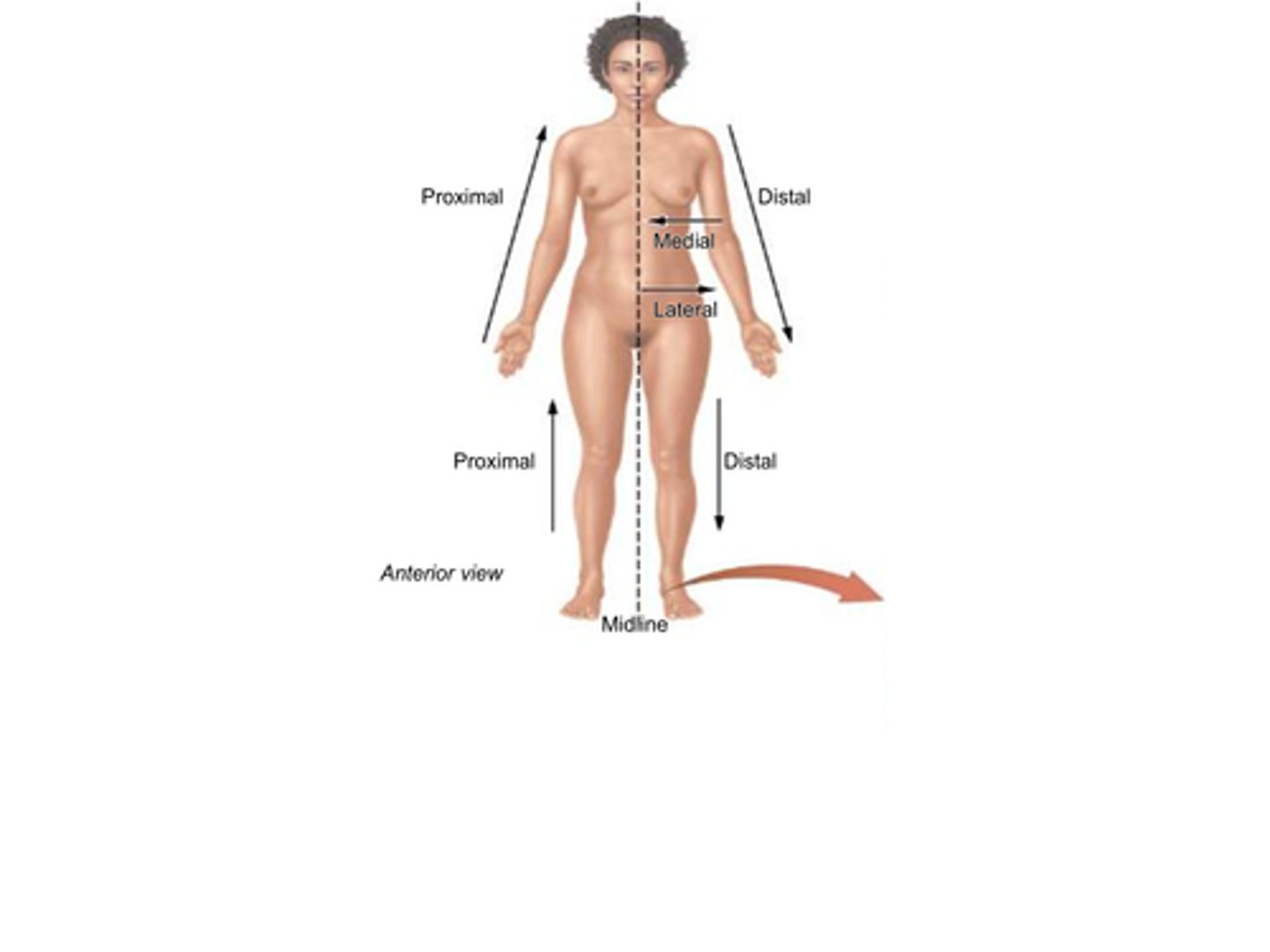 <p>What does the term medial mean?</p><p>A) Farther from the midline</p><p>B) Closer to the midline</p><p>C) Toward the head</p><p>D) Toward the feet</p>