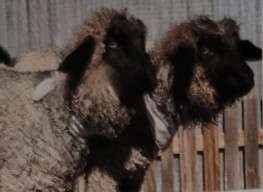 <p>hornless breed developed in the us from crossbreeding pygmy ana angora goats. produce three kinds of fleece: hand spinning, cashmere fleece, mohair fleece or a combination of two. cashmere hair is harvested by brushing. fleece doesn't coarsen with age. curious and docile nature and are easy to handle. they can also be used for dairy</p>