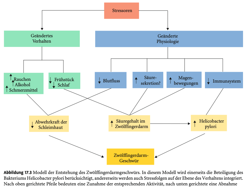 <p><strong>Stress und Geschwüre im Verdauungstrakt</strong></p><p>&nbsp;</p><p>&nbsp;</p><p>&nbsp;</p><p><strong>Historische Sichtweise</strong></p><p>&nbsp;</p><ul><li><p><strong>Magen- und Zwölffingerdarmgeschwüre</strong> galten lange als <strong>klassisch stressbedingte Erkrankungen</strong>.</p></li><li><p>Studien zeigten <strong>einen klaren Zusammenhang zwischen vorausgegangener Stressbelastung und dem Auftreten von Geschwüren</strong>.</p></li><li><p>Vor allem <strong>chronischer Stress in den Monaten vor Krankheitsbeginn</strong> stand im Fokus.</p></li></ul><p>&nbsp;</p><p>&nbsp;</p><p>&nbsp;</p><p><strong>Neue medizinische Erkenntnisse seit den 1990er-Jahren</strong></p><p>&nbsp;</p><ul><li><p>Entdeckung: <strong>Die Mehrheit der Betroffenen ist mit dem Bakterium Helicobacter pylori infiziert</strong>.</p></li><li><p>Konsequenz:</p><ul><li><p><strong>Antibiotische Behandlung</strong> führt zu <strong>hoher Heilungsrate</strong>.</p></li><li><p>Der Fokus verschob sich <strong>weg vom Stress</strong> hin zur <strong>infektiösen Ursache</strong>.</p></li></ul></li></ul><p>&nbsp;</p><p>&nbsp;</p><p>&nbsp;</p><p><strong>Aktuelle Sicht: Stress bleibt dennoch relevant</strong></p><p>&nbsp;</p><ul><li><p>Stress wird heute als <strong>begünstigender Faktor</strong>, nicht als alleinige Ursache angesehen.</p></li><li><p>Zwei Wirkmechanismen:</p><ol type="1"><li><p><strong>Indirekt über ungesundes Verhalten (z. B.:</strong></p><ul><li><p>Erhöhte Nikotin- und Alkoholkonsum</p></li><li><p>Ungesunde Ernährung</p></li><li><p>Einnahme von Medikamenten wie NSAIDs)</p><p></p></li></ul></li><li><p><strong>Direkt über physiologische Effekte:</strong></p><ul><li><p>Schwächung der Immunabwehr</p></li><li><p>Veränderung der Schleimhautdurchblutung</p></li><li><p>Störung der Schleimhautintegrität</p></li></ul></li></ol></li></ul><p>&nbsp;</p><p>&nbsp;</p><p>&nbsp;</p><p><strong>Beispiel: Zwölffingerdarmgeschwür (Duodenalulkus)</strong></p><p>&nbsp;</p><ul><li><p><strong>Stressbedingte Verhaltensänderungen</strong> (wie Schlafmangel, schlechter Lebensstil, erhöhte Reizbarkeit) <strong>erhöhen das Risiko deutlich</strong>.</p></li><li><p>In der <strong>Grafik 17.3</strong> wird gezeigt, dass Stress nicht isoliert wirkt, sondern über ein <strong>vernetztes Zusammenspiel mit Verhaltens- und Körperfaktoren</strong> zur Entstehung von Geschwüren beiträgt.</p></li></ul><p></p>