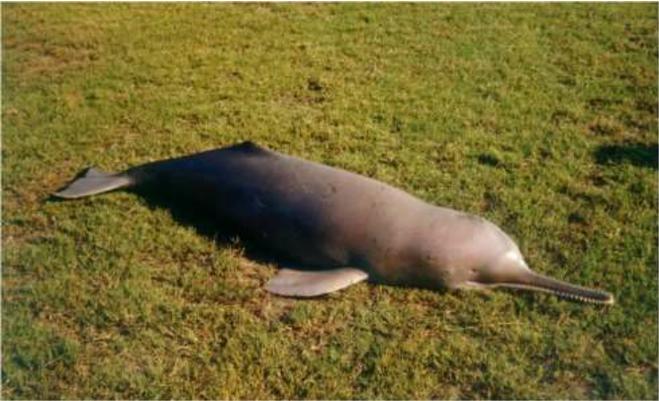 What’s the scientific name of the Indus River Dolphin?
