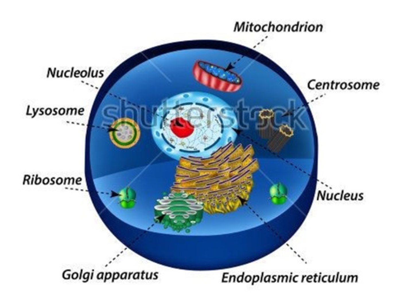 <p>-digest and remove waste from the cell<br>-contain digestive enzymes<br>-surrounded by a layer of lipids</p>