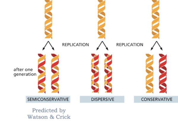 <ul><li><p>SEMICONSERVATIVE (PREDICTED BY WATSON+CRICK)</p></li><li><p>DISPERSIVE  </p></li><li><p>CONSERVATIVE</p></li></ul><p></p>