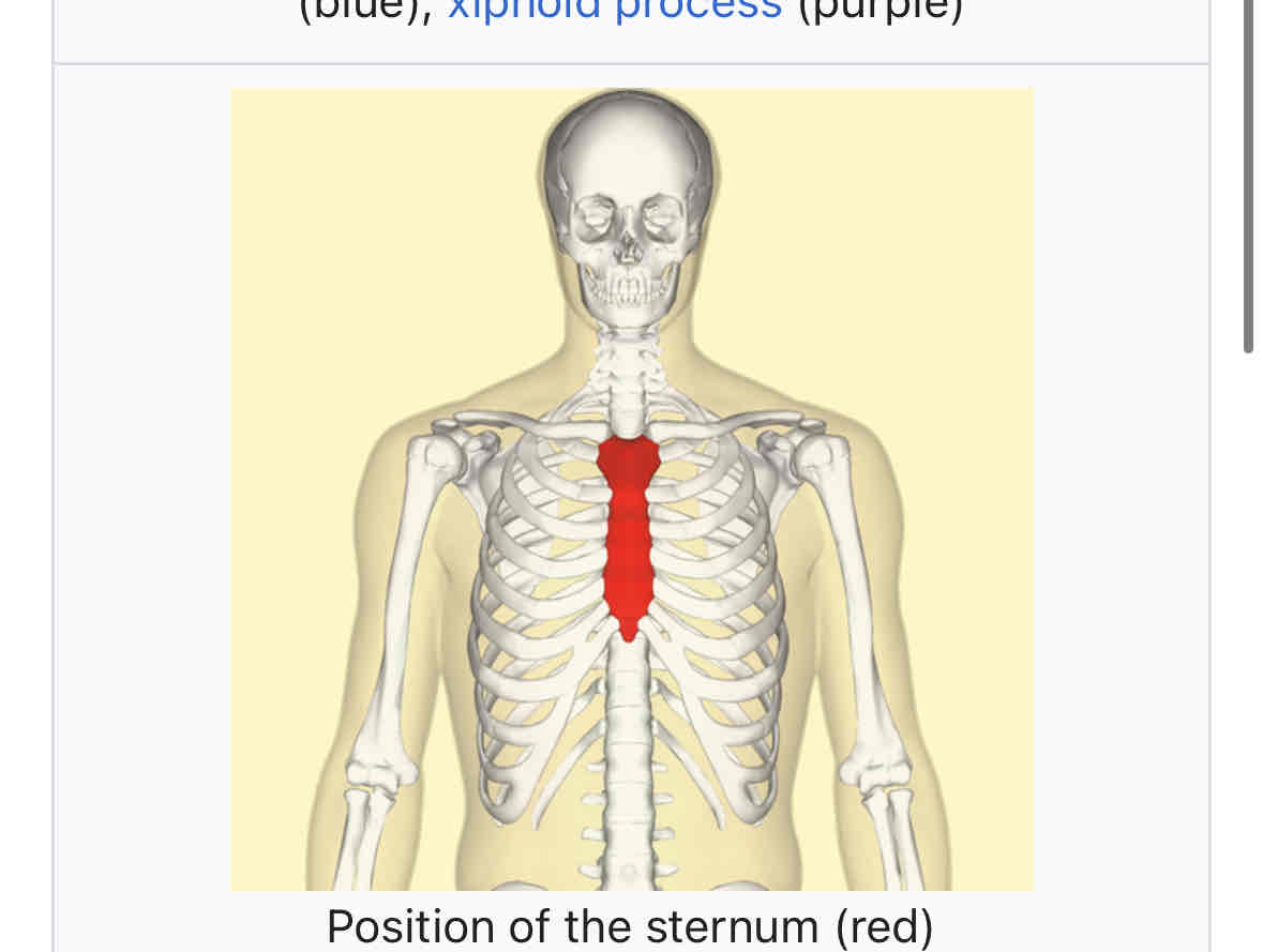 <p>Sternum</p>