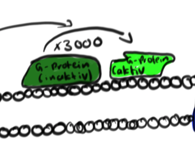 Ein all-trans-Retinal aktiviert 3000 G-Proteine