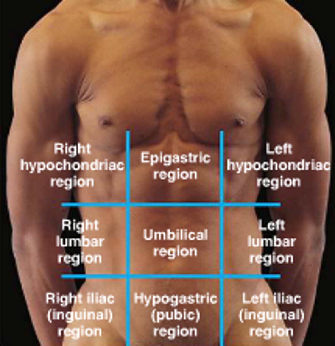 <p>right hypochondriac, epigastric, left hypochondriac, right lumbar, umbilical, left lumbar, right iliac, hypogastric, left iliac</p>