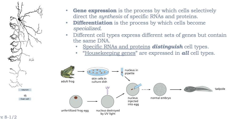 <ul><li><p>DIFFERENT CELL TYPES!</p></li><li><p><strong>GENE EXPRESSIO</strong>N IS THE PROCESS BY WHICH CELLS SELECTIVELY DIRECT THE SYNTHESIS OF SPECIFIC RNAS AND PROTEINS</p></li><li><p><strong>DIFFERENTIATION</strong> IS THE PROCESS BY WHICH CELLS BECOME SPECIALIZED</p></li><li><p>DIFFERENT CELL TYPES EXPRESS DIFFERENT SETS OF GENES BUT CONTAIN THE SAME DNA</p><ul><li><p>SPECIFIC RNAS AND PROTEINS DISTINGUISH CELL TYPES</p></li><li><p>“HOUSEKEEPER GENES” ARE EXPRESSED IN ALL CELL TYPES</p></li></ul></li></ul><p></p>
