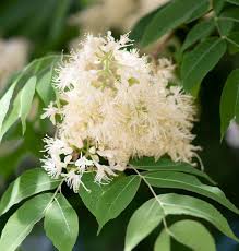 <p><span>Fraxinus americana cv. / White Ash</span></p>