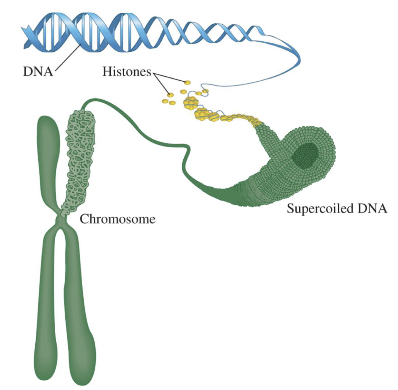 <ul><li><p>Supercoiling: further twisting of the DNA double helix structure </p></li><li><p>DNA is wound around (supercoiled around) proteins - histones</p></li><li><p>Histones pack together to form chromosomes </p></li></ul><p></p>